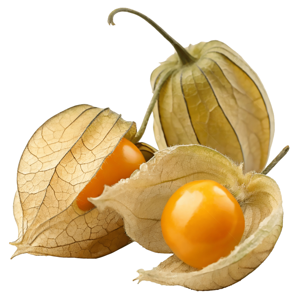 PHYSALIS UN