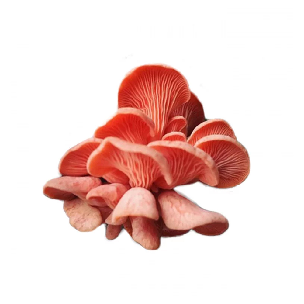 COGUMELO SALMAO 200G