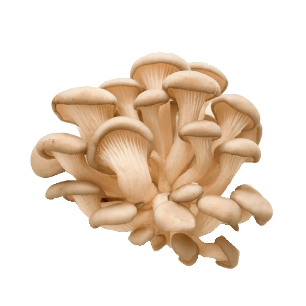 COGUMELO SHIMEJI BRANCO 200GR