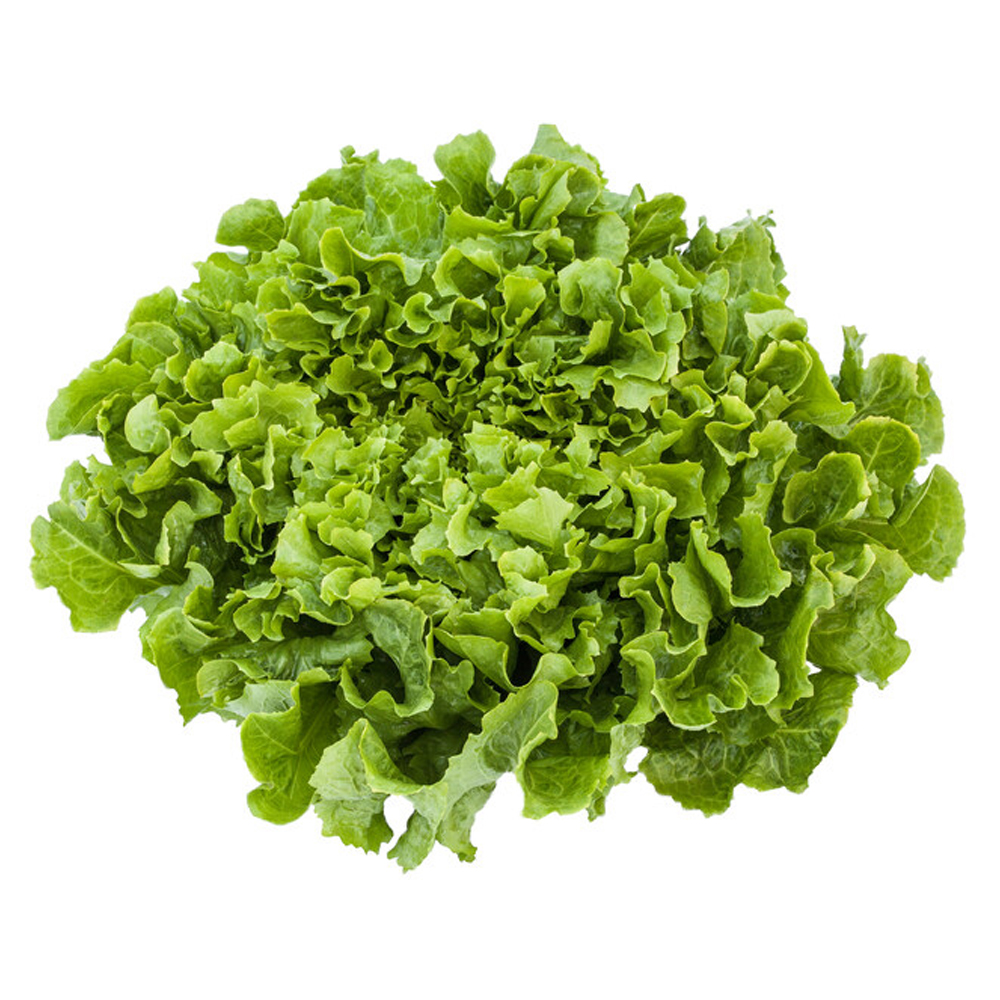 CHICORIA ALFA VERDE UN
