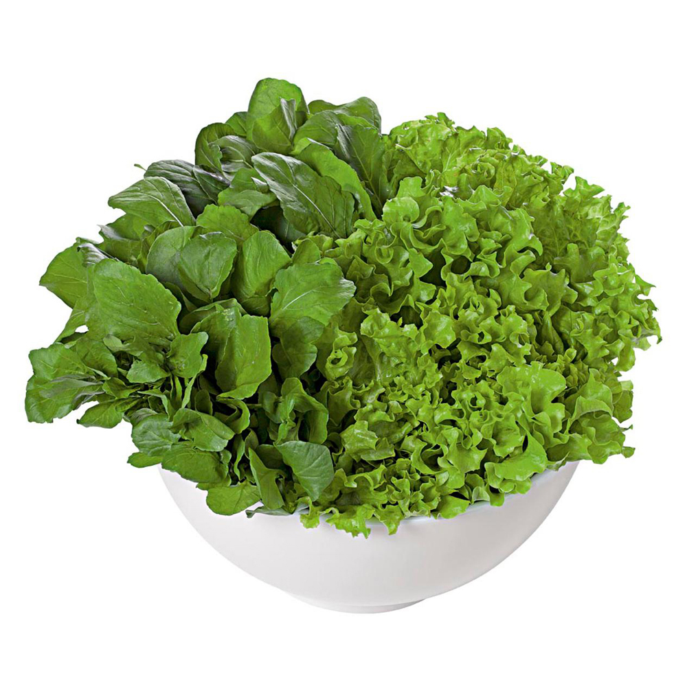 ALFACE CRESPA ROXA RUCULA ALFA VERDE UN