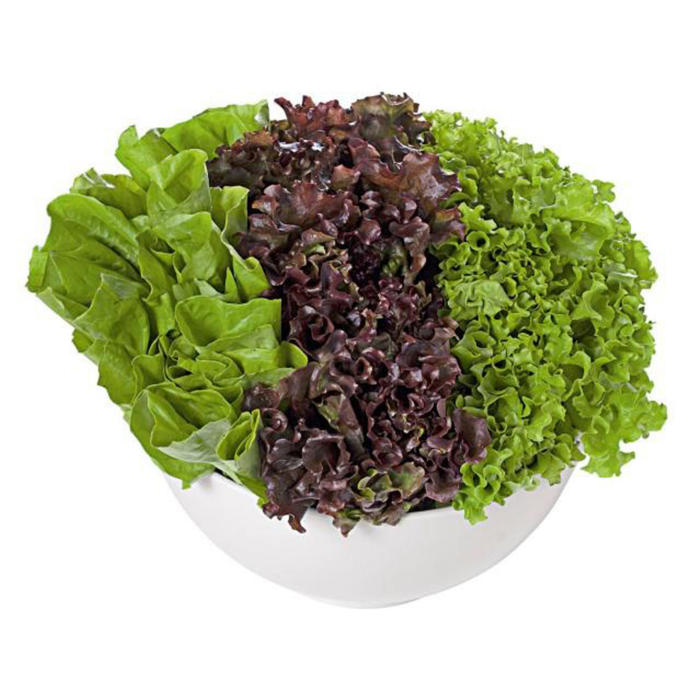 ALFACE CRESPA RUCULA AGRIAO ALFA VERDE