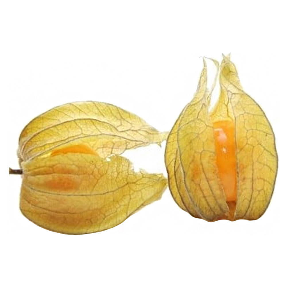 GOLDENBERRY PHISALYS SEM FOLHA UN